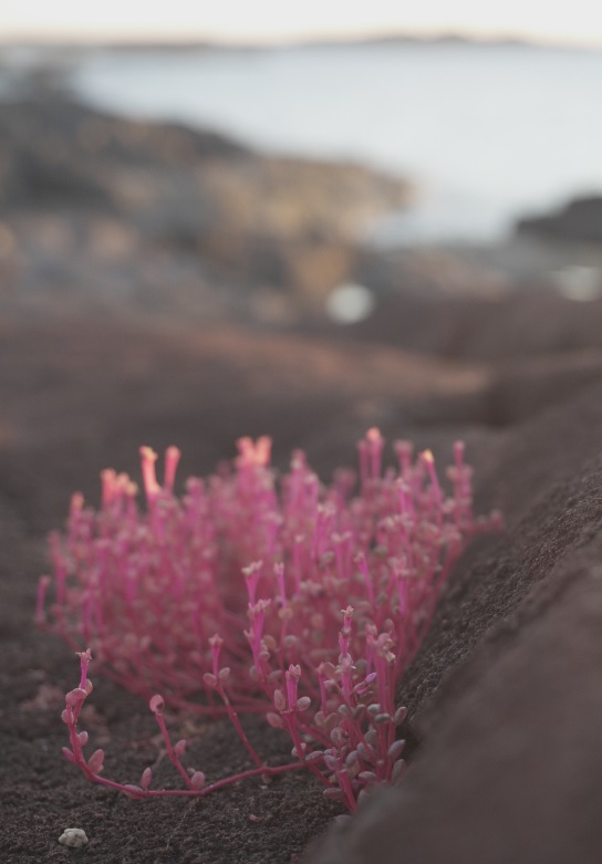 Rocky Cove; Kimberley; Australia
